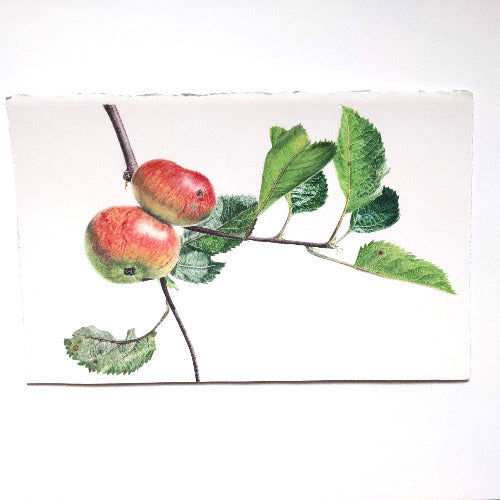 Apfel Kunstdruck im Rahmen – Botanische Aquarellillustration eines Apfelzweigs mit Früchten und Blüten | Animis