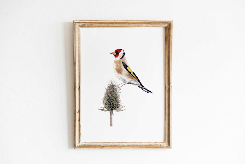 Stieglitz Kunstdruck im schwarzen Rahmen auf weißem Hintergrund – Aquarellillustration eines Distelfinks (Carduelis carduelis) | Animis