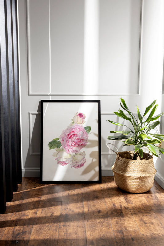 handgemalte botanische Zeichnung von rosa Rosen als fine art print