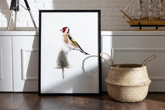 handgemalte VogelIllustration eines Diestelfinken als Kunstdruck