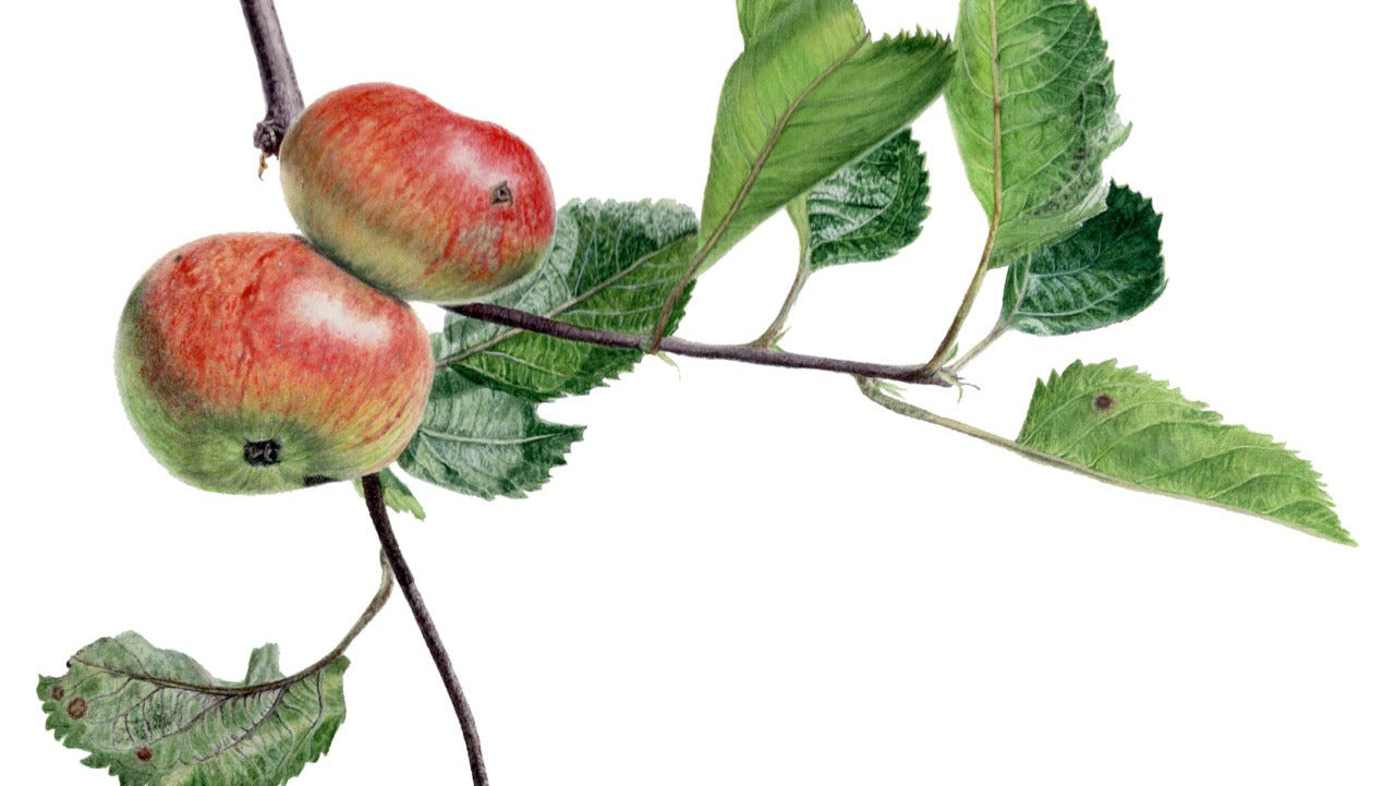 Apfelzweig in Aquarell gemalt