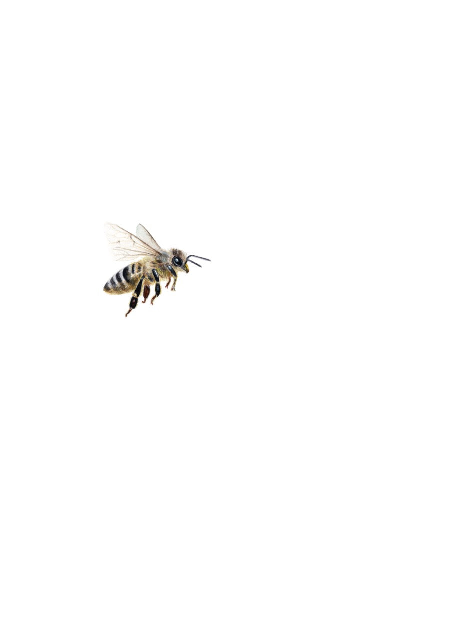 Bienen Zeichnung auf weißem Hintergrund