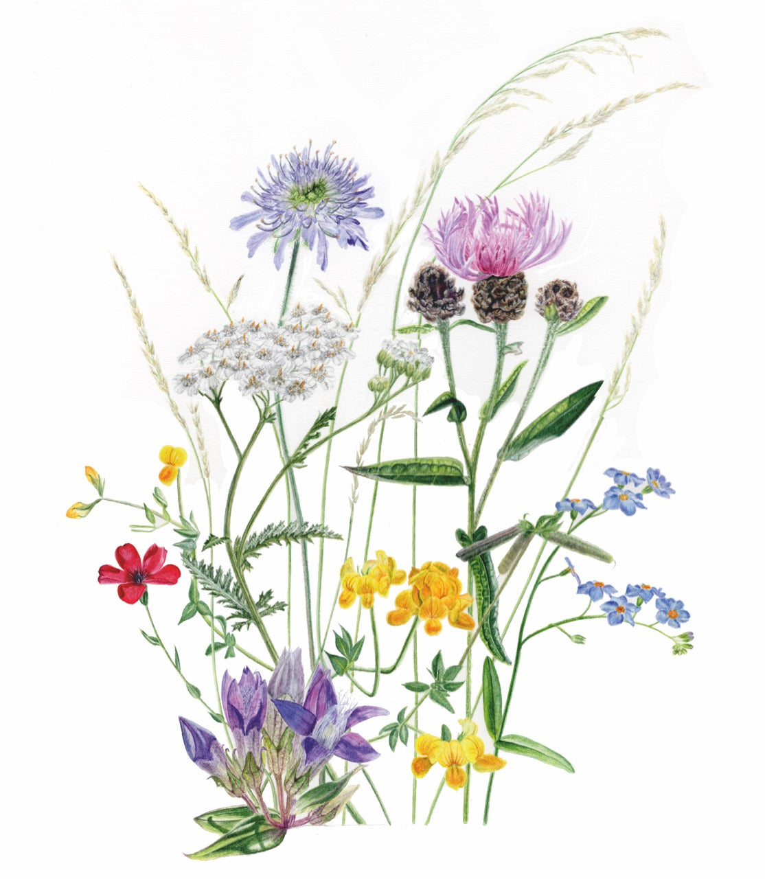 Blumenwiese August Details mit gräsern und blüten