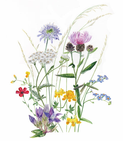 Blumenwiese August Details mit gräsern und blüten