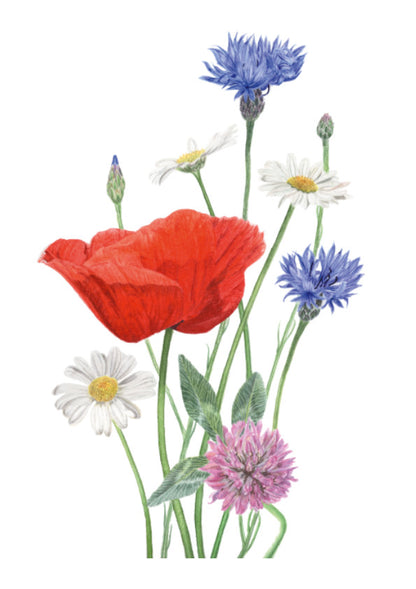 Botanische Illustration von bunten Sommerblumen details der handgemalten Wiesendarstellung
