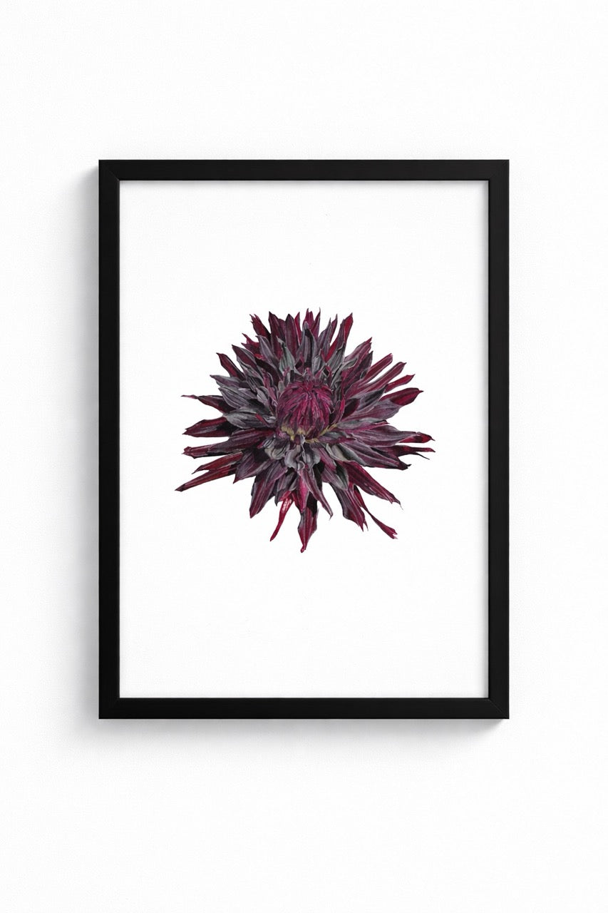 Dahlien Fine Art print in einem svhwarzen Rahmen