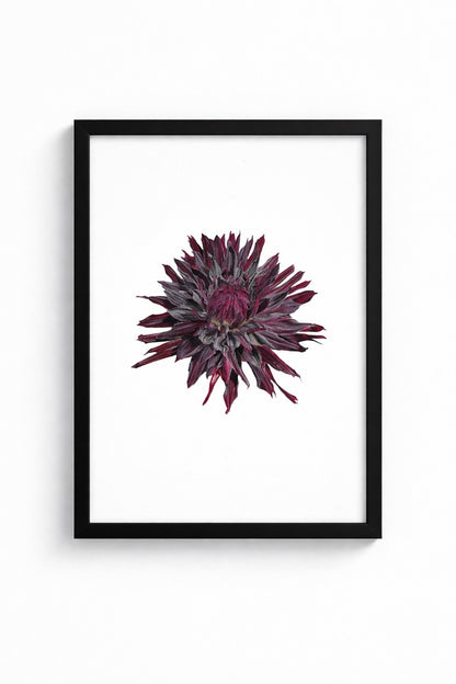 Dahlien Fine Art print in einem svhwarzen Rahmen