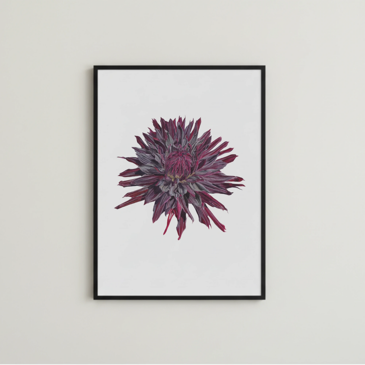 Dunkelrote Dahlie in Aquarell illustriert und als Kunstdruck reproduziert