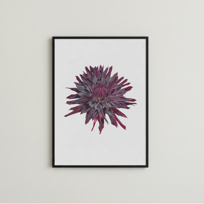 Dunkelrote Dahlie in Aquarell illustriert und als Kunstdruck reproduziert