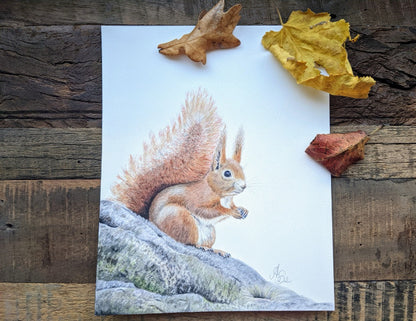 Eichhörnchen Aquarell als Orginalzeichnung