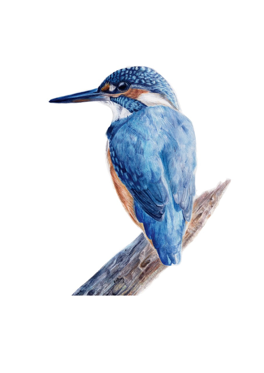Eisvogel Aquarellzeichnung Details