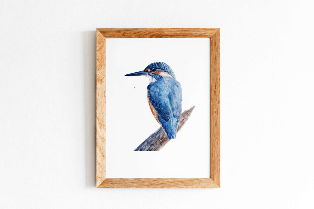 Eisvogel Fine art print gerahmt