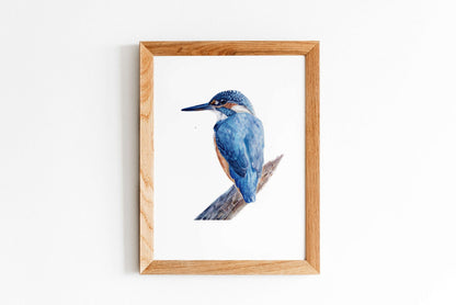 Eisvogel Fine art print gerahmt