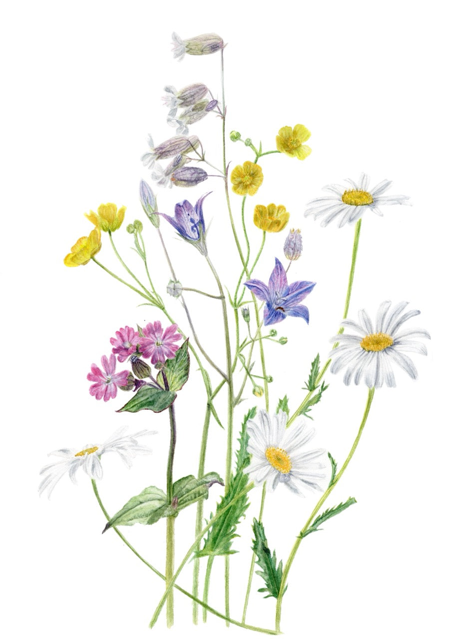 Fruehlingswiese Details eines handgemalten botanischen Aquarells