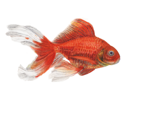 Goldfisch germalt in Aquarell