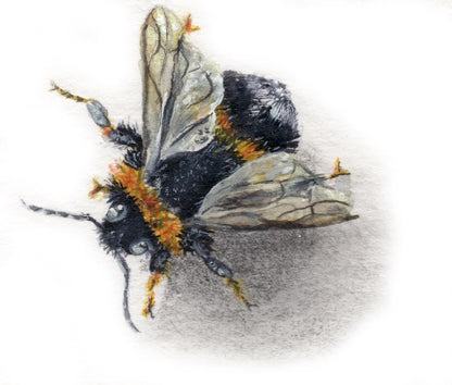 Hummel Zeichnung Details