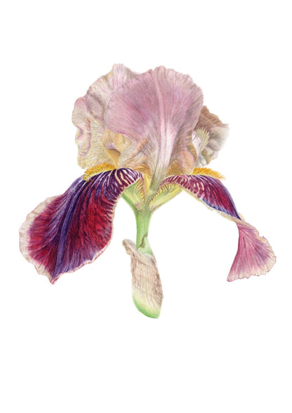 Iris Zeichnung Details