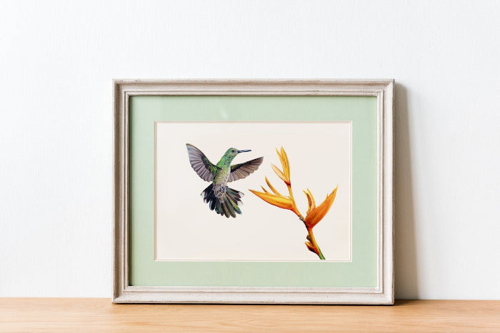 Kolibri mit grünen Federn 