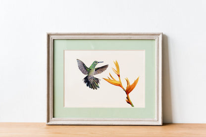 Kolibri mit grünen Federn 