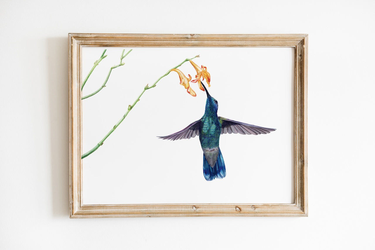 Bild das einen Kolibri im Flug zeigt
