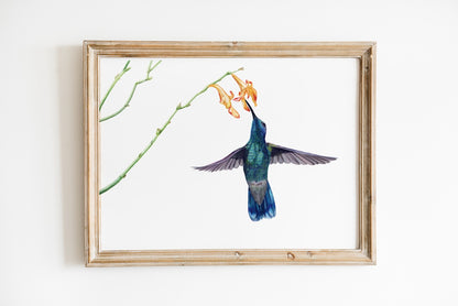Bild das einen Kolibri im Flug zeigt