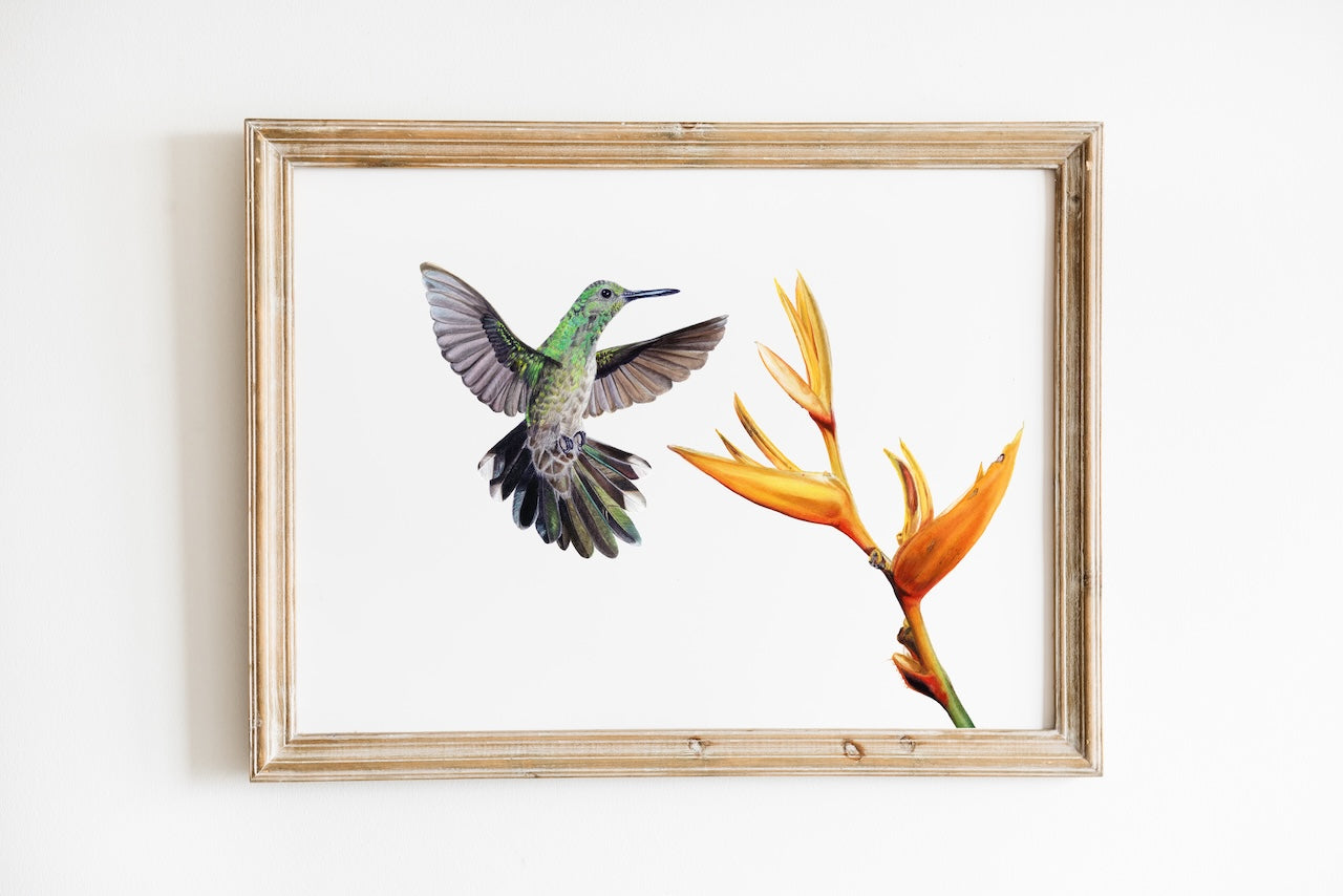 Kolibri im Flug handgemaltes Aquarell