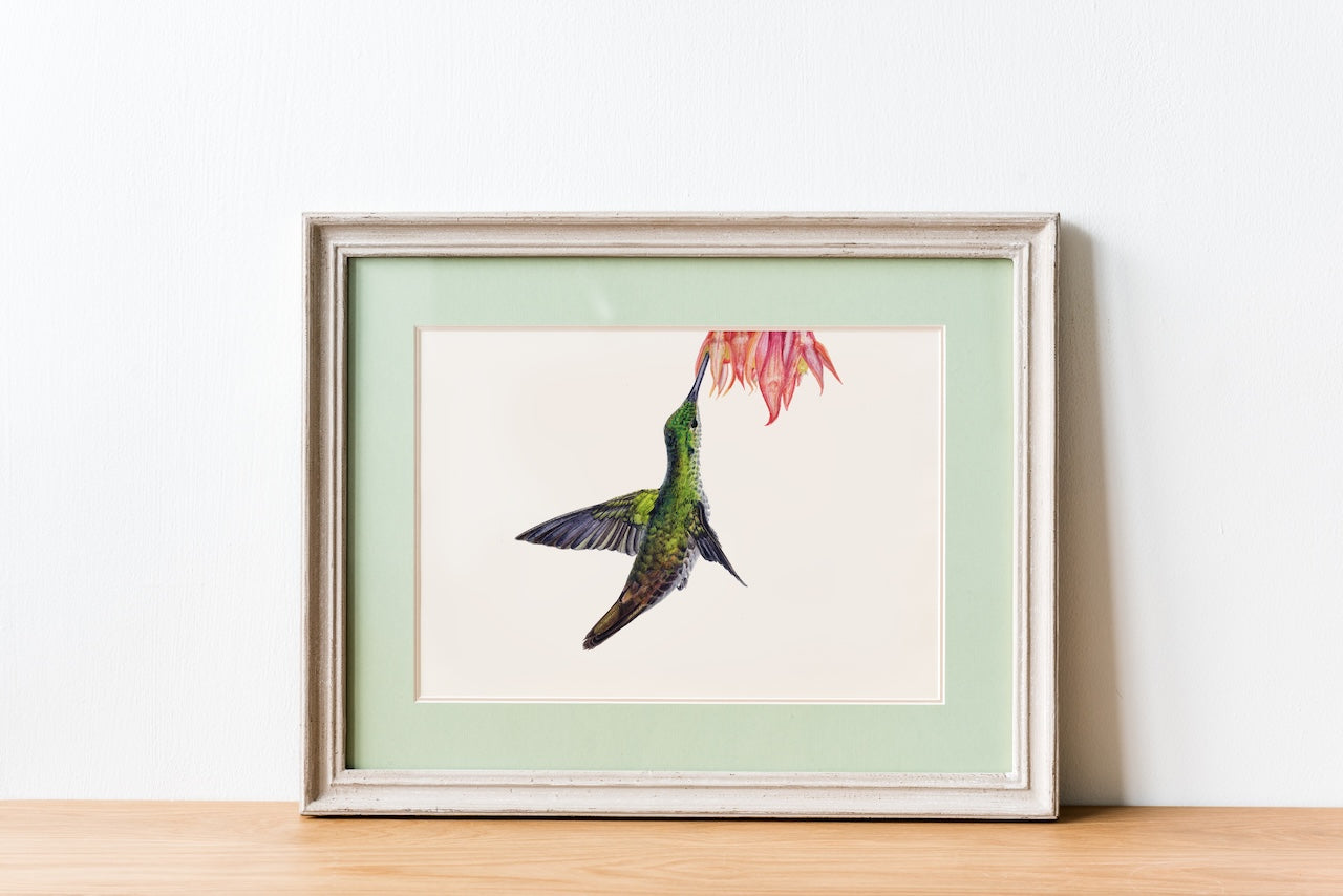 Illustration eines Kolibris an einer Blüte als Fine Art Kunstdruck