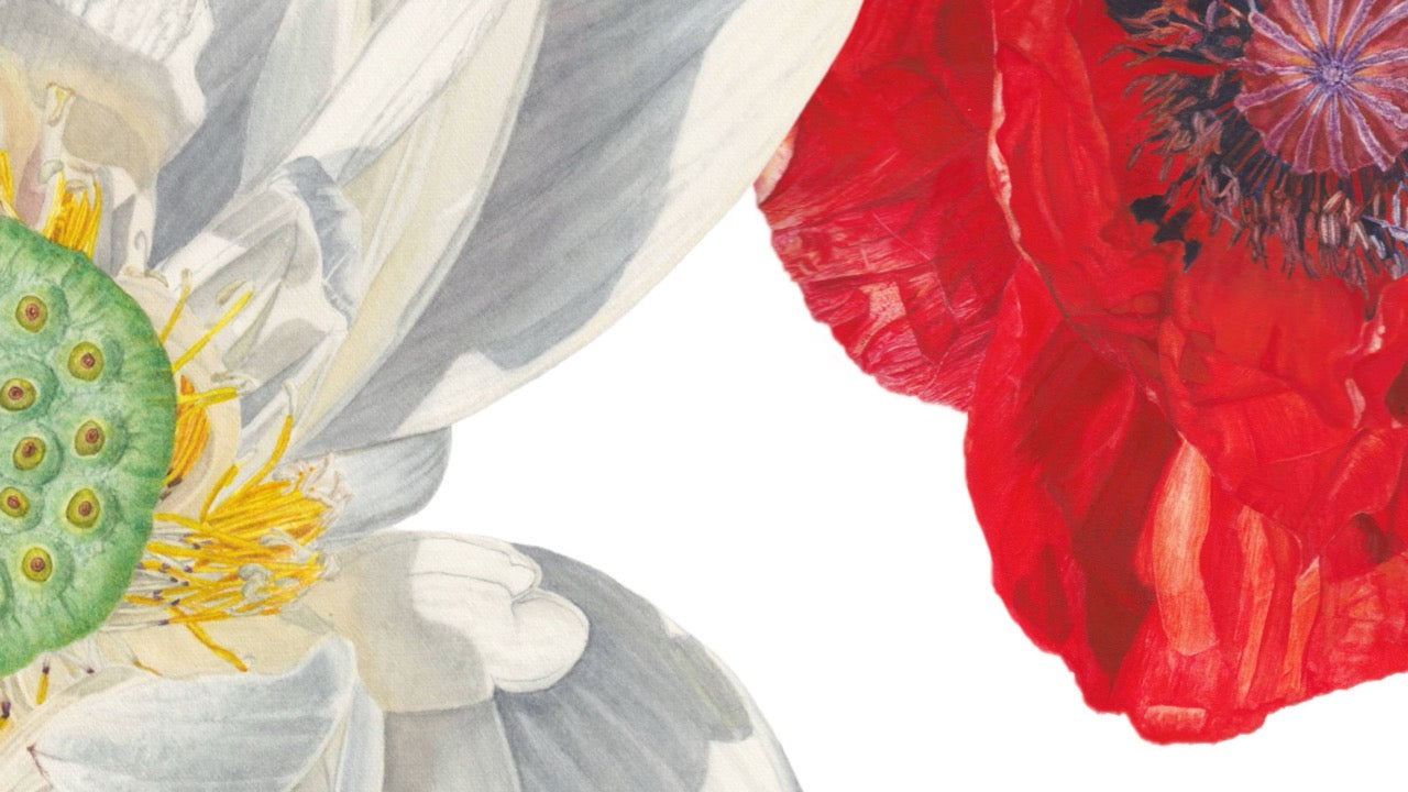 Detailaufnahme einer botanischen Illustration von Animis Art