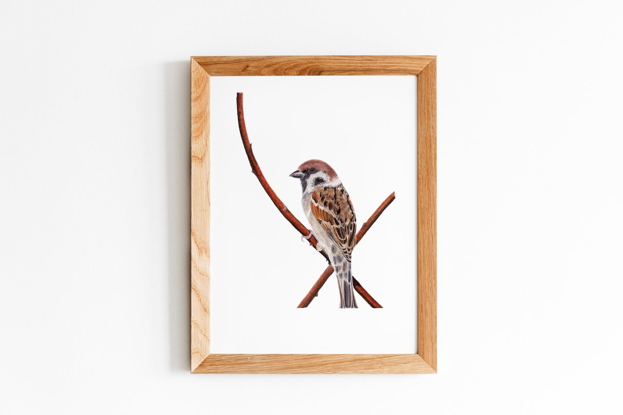 Spatz Kunstdruck eines handgemalten Aquarells