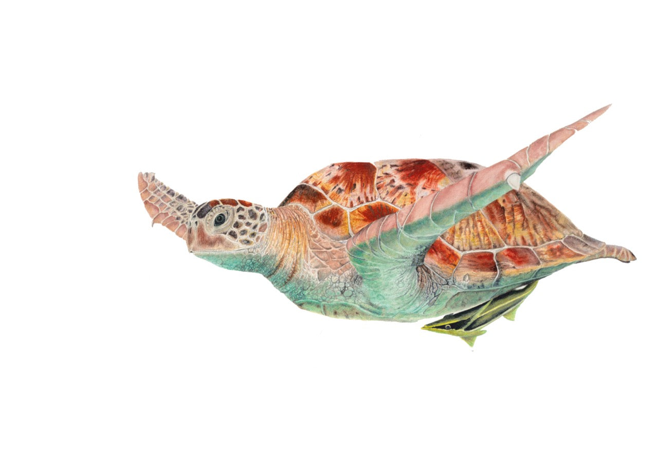 Karettschildkröte Aquarell 