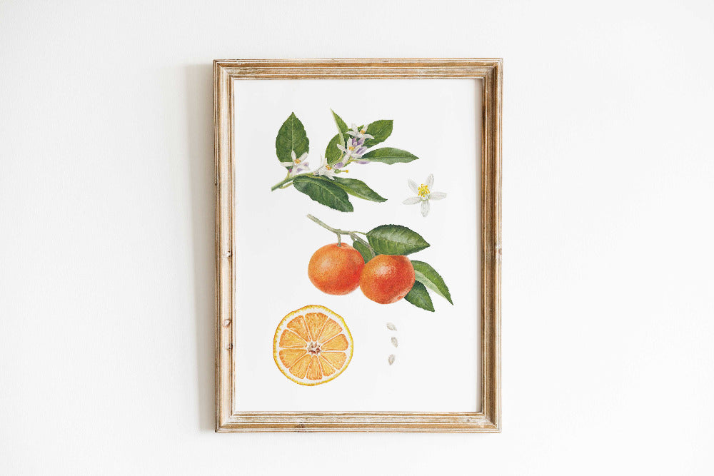 Orangen Illustration in hellem Rahmen