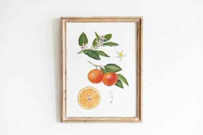 Orangen Illustration in hellem Rahmen
