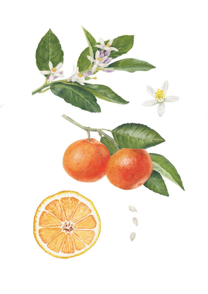 Orangen Illustration Details