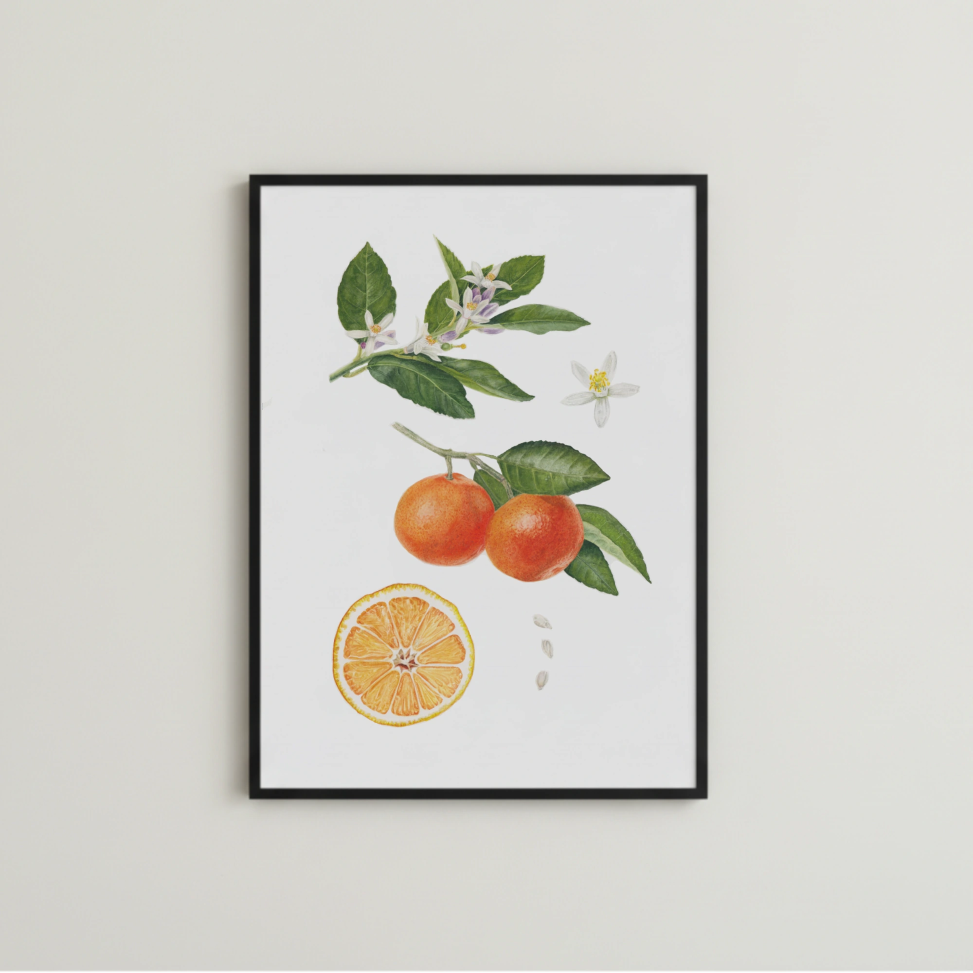 Botanische Illustration von  Orangen als Fine art print