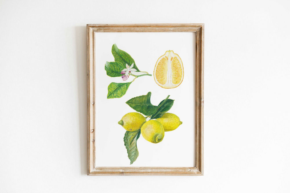 botanische Illutration von gelben Zirtrusfrüchten gerahmt