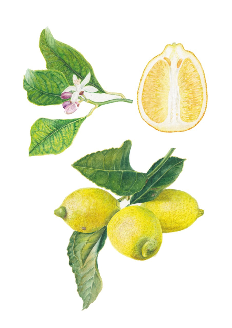 Zitronen botanische Illutration Details