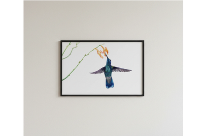 Kolibri im Flug in Aquarell als fine art print