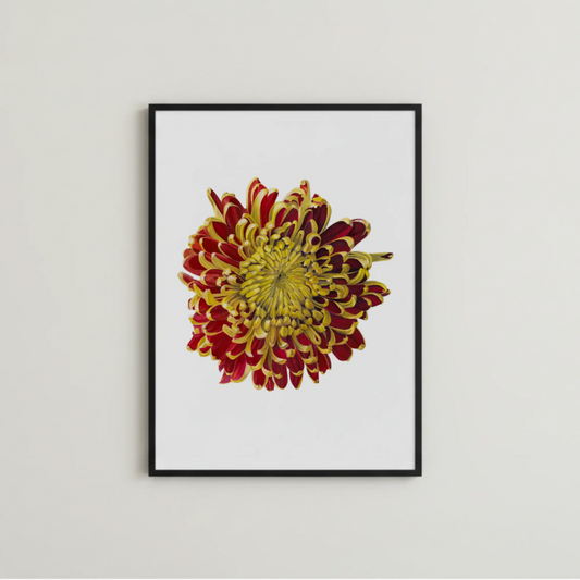 Crysantheme Kunstdruck schlicht gerahmt