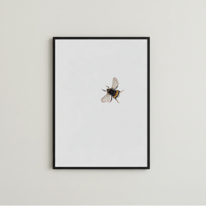 Hummel Aquarell handgemalt und als fine Art Print gerahmt