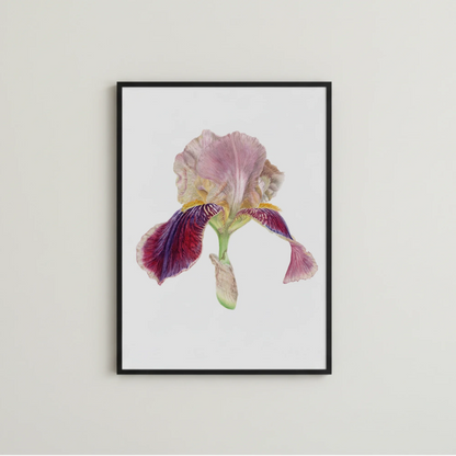 Leuchtende Aquarell Iris gerahmt