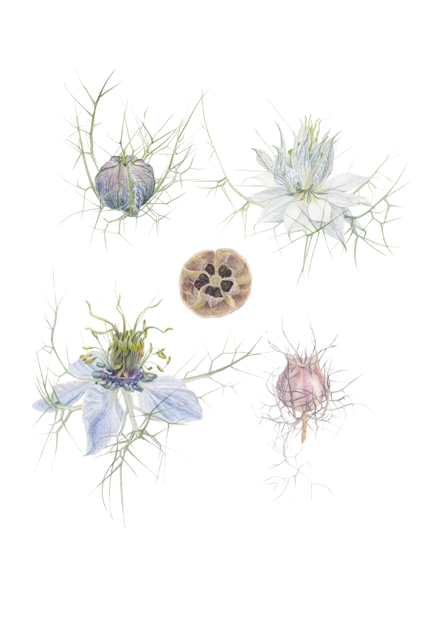 Jungfer im Grünen Kunstdruck – Aquarellillustration von Nigella damascena mit Blüten, Knospen und Samenkapseln | Animis