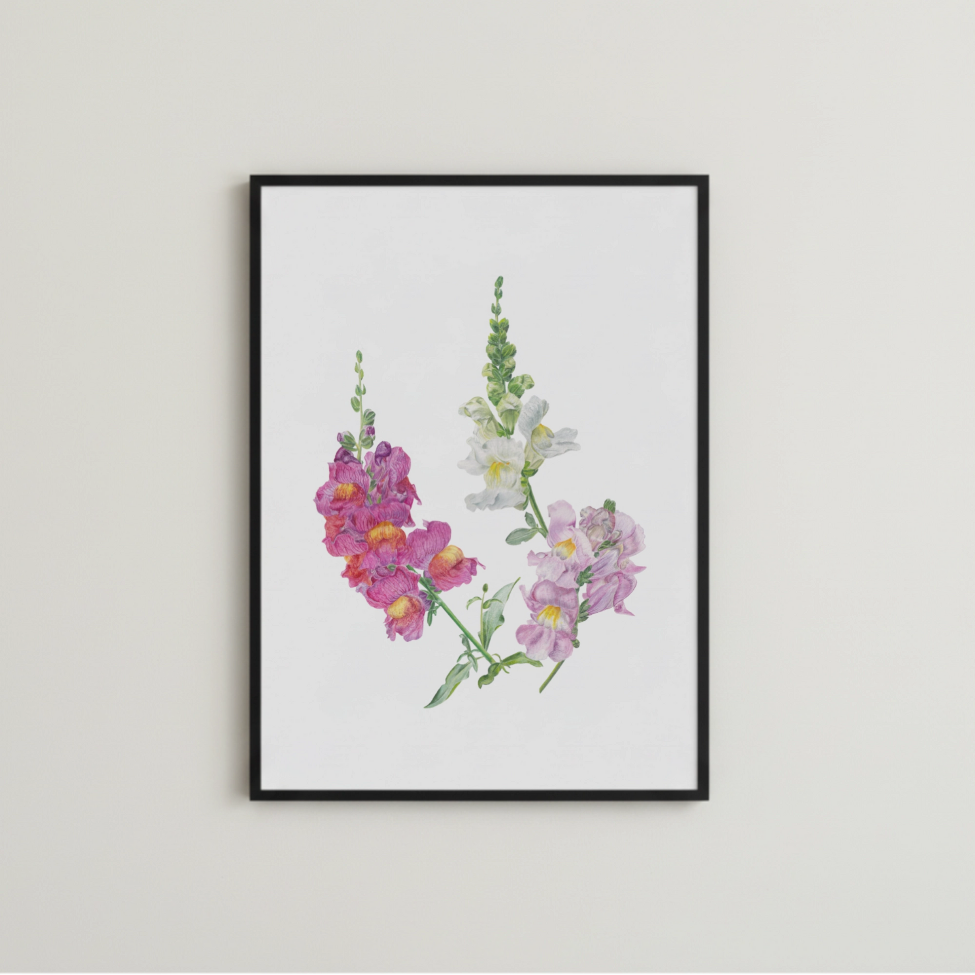 Löwenmäulchen Aquarellillustration als Kunstdruck