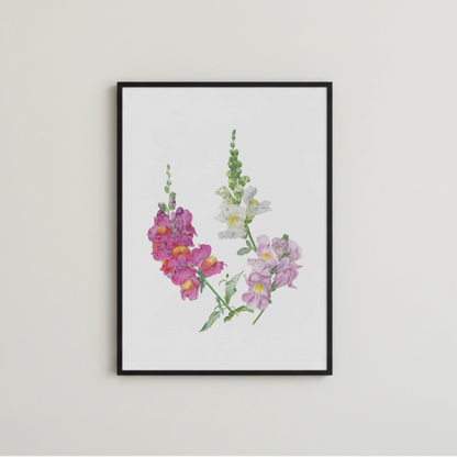 Löwenmäulchen Aquarellillustration als Kunstdruck