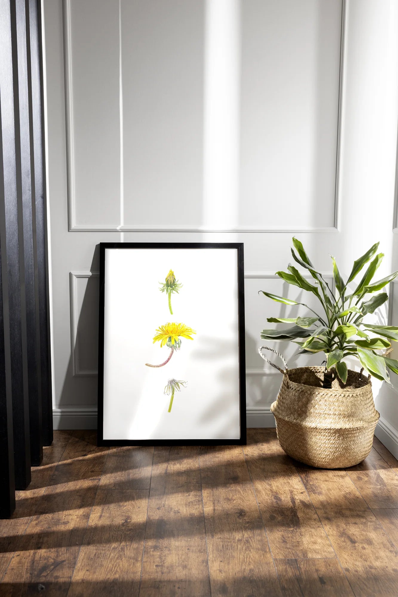 Löwenzahn Kunstdruck im schwarzen Rahmen auf Holzboden neben Zimmerpflanze – Aquarellillustration von Taraxacum officinale | Animis