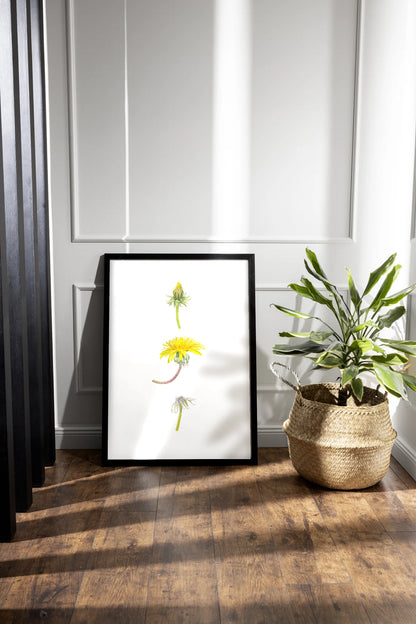 Löwenzahn Kunstdruck im schwarzen Rahmen auf Holzboden neben Zimmerpflanze – Aquarellillustration von Taraxacum officinale | Animis