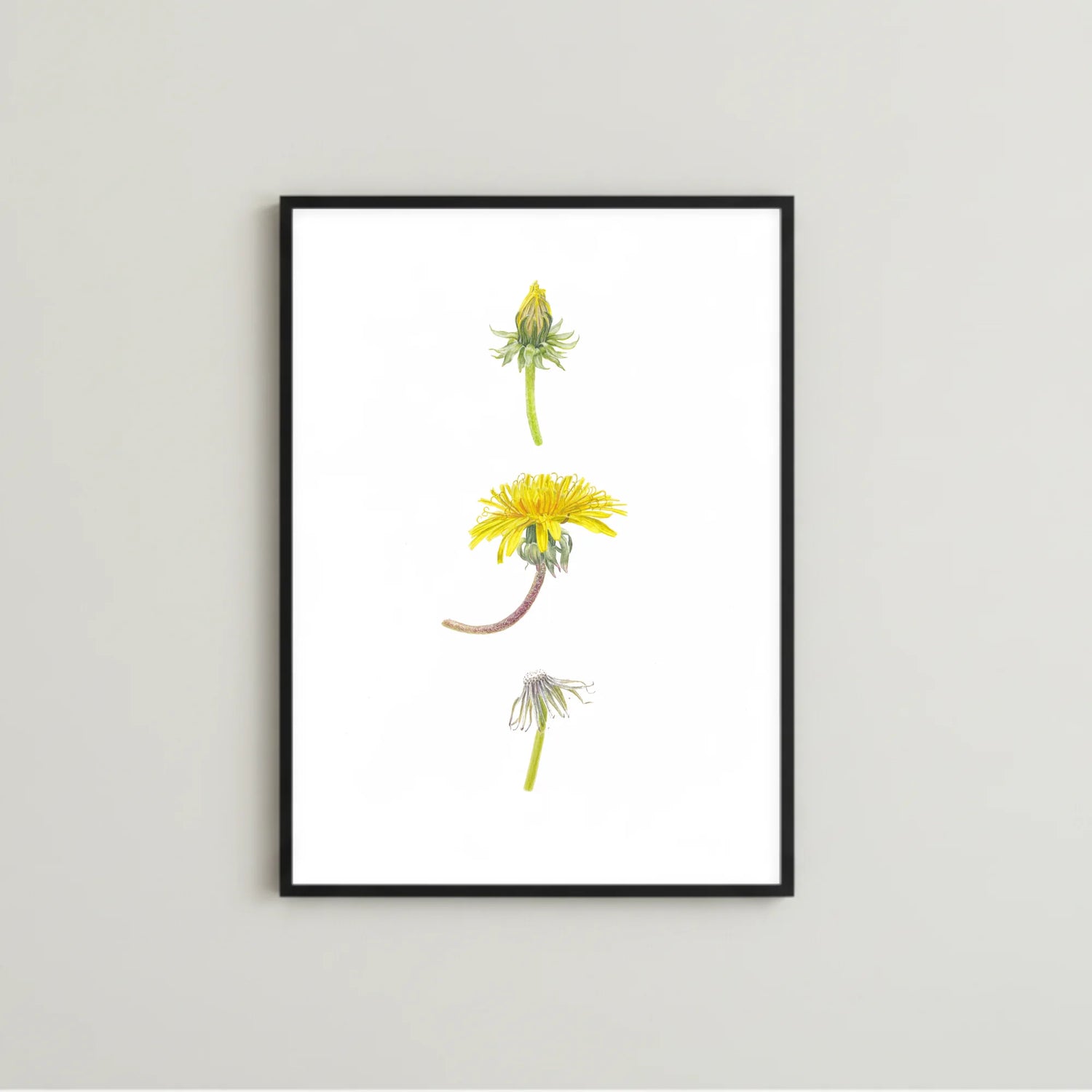 Löwenzahn Kunstdruck im schwarzen Rahmen auf grauem Hintergrund – Aquarellillustration von Taraxacum officinale | Animis