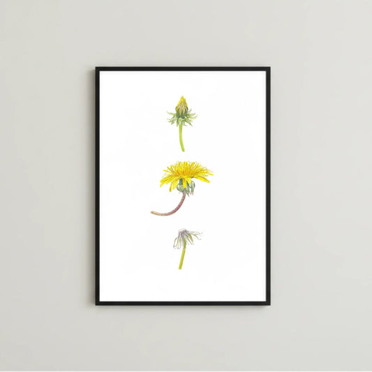 Löwenzahn Kunstdruck im schwarzen Rahmen auf grauem Hintergrund – Aquarellillustration von Taraxacum officinale | Animis