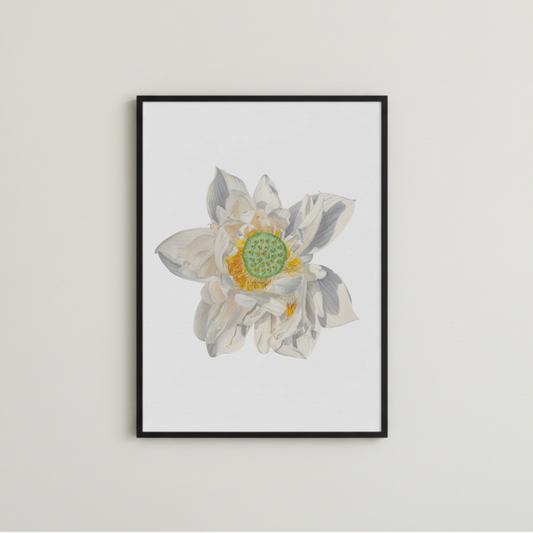 weißer Lotus Kunstdruck gerahmte Reproduktion eines originalen Aquarells