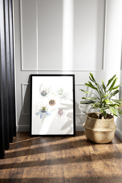Jungfer im Grünen Kunstdruck im schwarzen Rahmen neben Zimmerpflanze auf Holzboden – Nigella damascena Fine Art Print | Animis