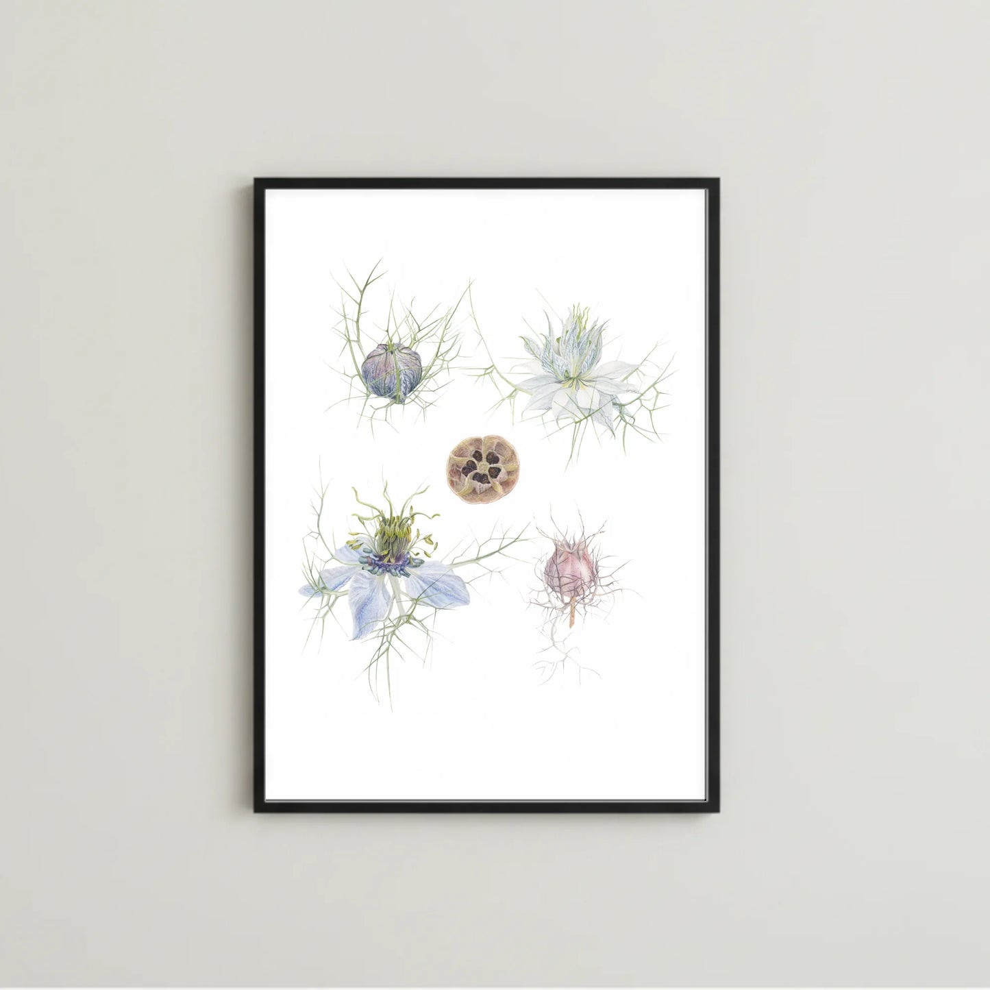Jungfer im Grünen Kunstdruck im schwarzen Rahmen – Aquarellillustration von Nigella damascena in verschiedenen Entwicklungsstadien | Animis